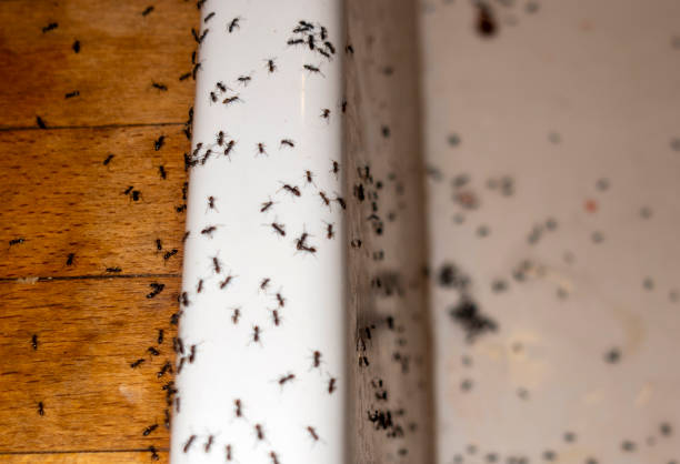Best Pest Control Near Me  in Princeton, FL