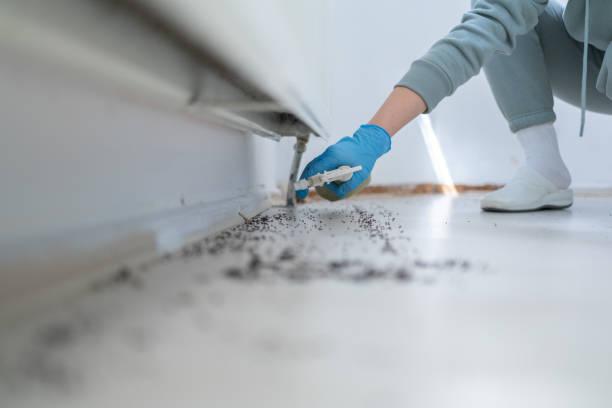 Best Ant Control Services  in Princeton, FL